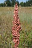 Rumex crispus. Верхняя часть плодоносящего растения. Ульяновская обл., Мелекесский р-н, долина р. Бирля, луг с участками засоления. 12.08.2023.