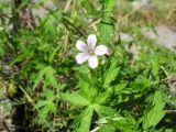 Geranium sibiricum