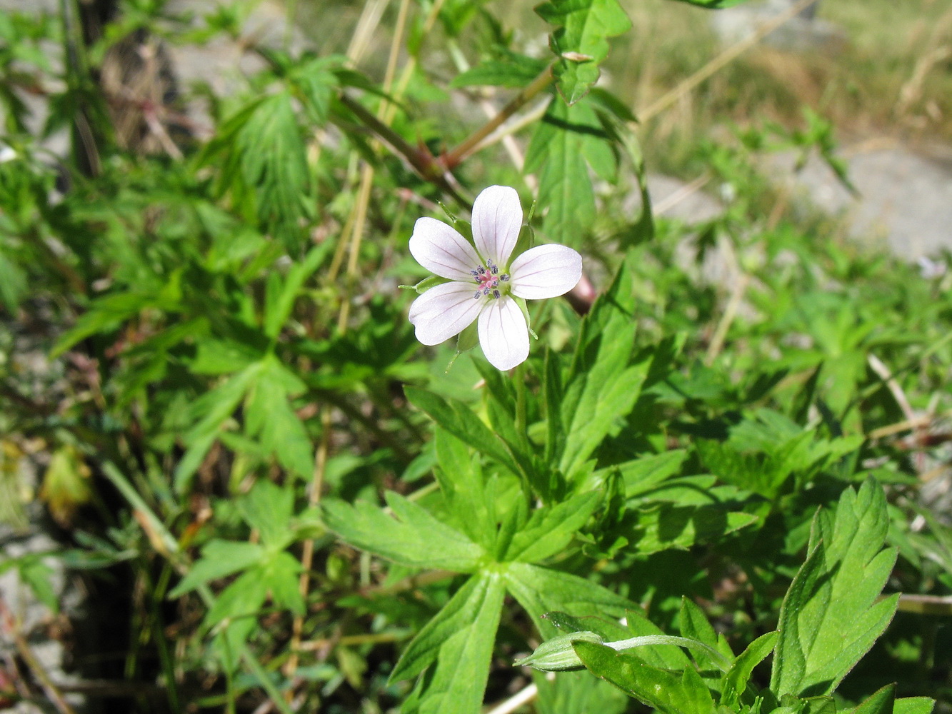 Изображение особи Geranium sibiricum.