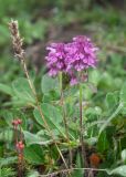 Pedicularis verticillata. Цветущие растения (слева виден сухой прошлогодний генеративный побег). Камчатский край, Елизовский р-н, подножие вулкана Авачинская сопка, горная тундра. 11.08.2024.