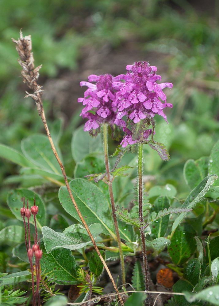 Image of Pedicularis verticillata specimen.