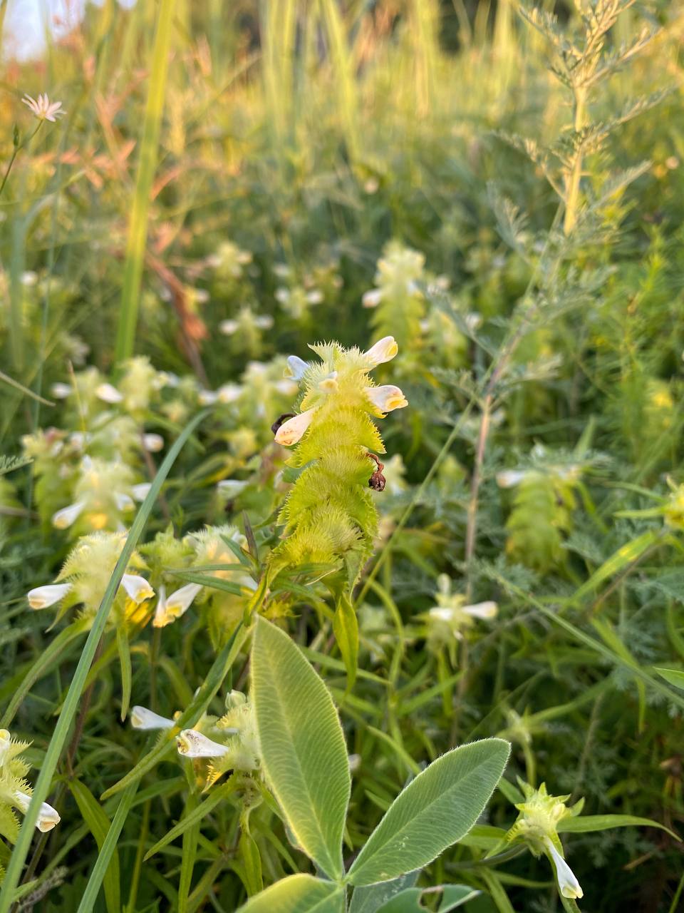 Image of Melampyrum cristatum specimen.