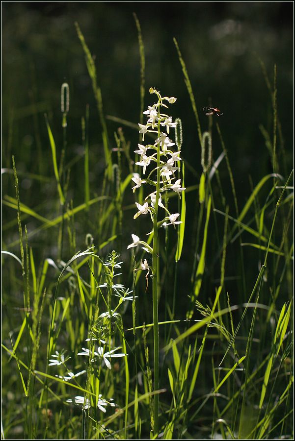 Image of Platanthera bifolia specimen.