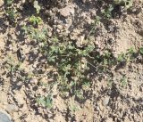 Medicago minima