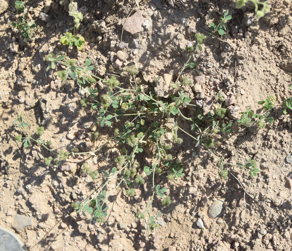 Image of Medicago minima specimen.