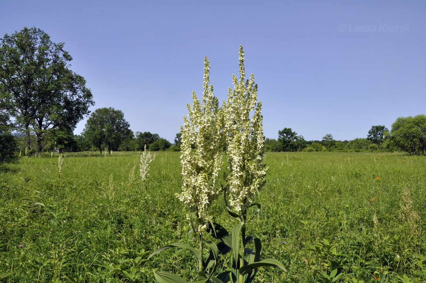 Image of Veratrum dahuricum specimen.