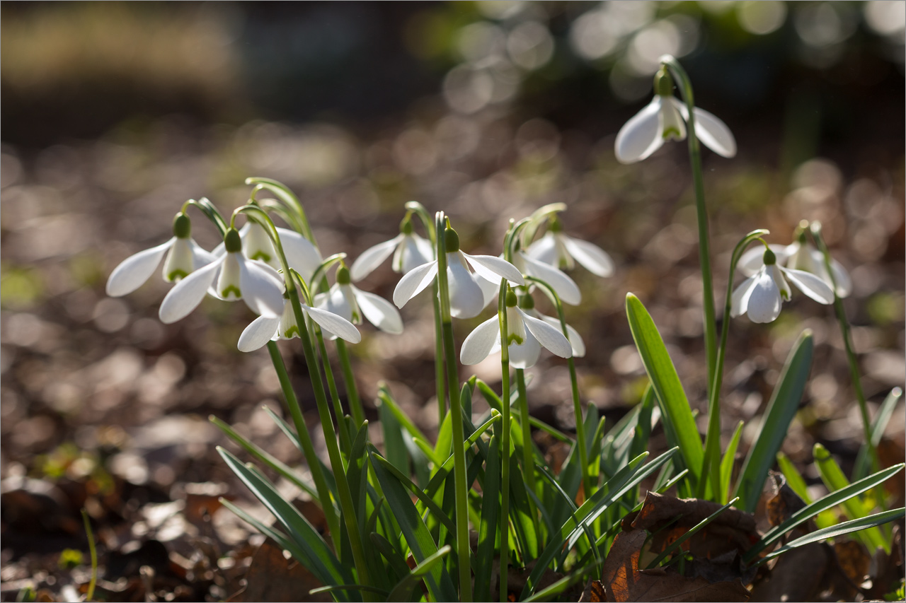 Изображение особи Galanthus plicatus.