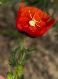 Papaver pavoninum