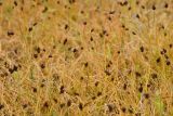 View full-size image Carex pachystylis