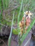 Carex cespitosa. Побеги с соцветиями. Коми, Интинский р-н, пос. Желанный, Приполярный Урал, долина р. Балбанью. 27.07.2010.