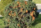 Смотреть изображение Pyracantha coccinea