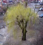 Salix babylonica. Распускающееся старое мужское дерево. Украина, Киев, Южная Борщаговка, ул. Булгакова. 9 апреля 2011 г.