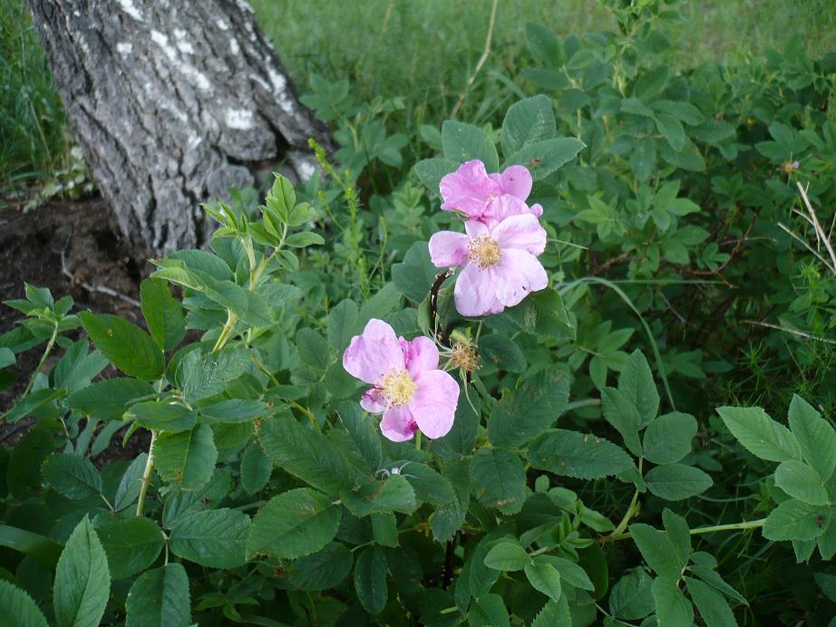 Image of Rosa cinnamomea specimen.