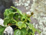 View full-size image Ribes orientale