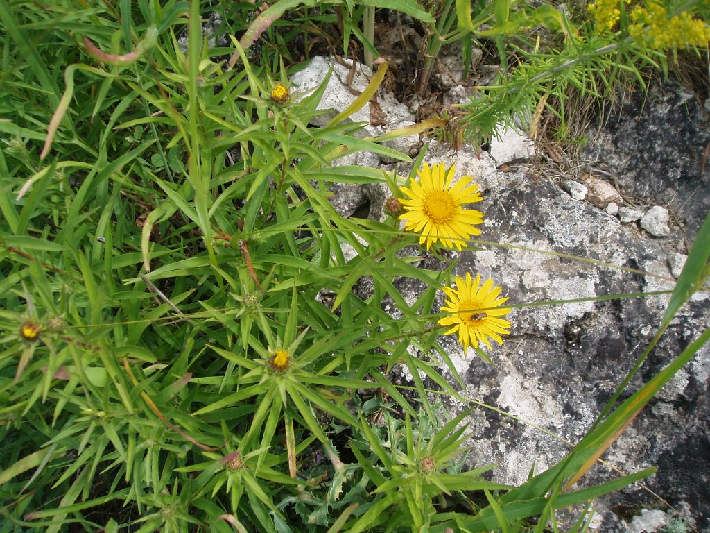 Изображение особи Inula ensifolia.