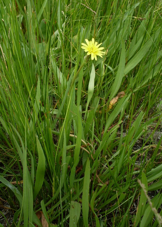 Image of Scorzonera parviflora specimen.