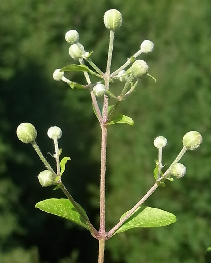 Image of Clematis vitalba specimen.