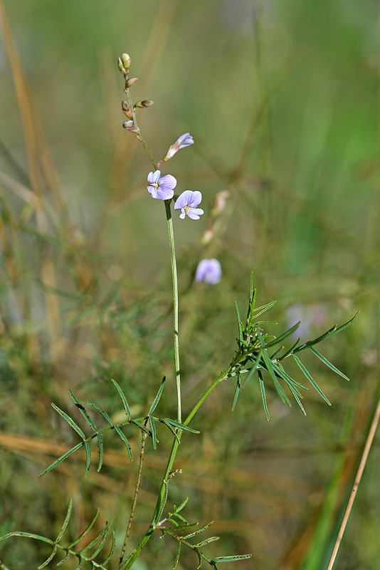 Изображение особи Astragalus austriacus.