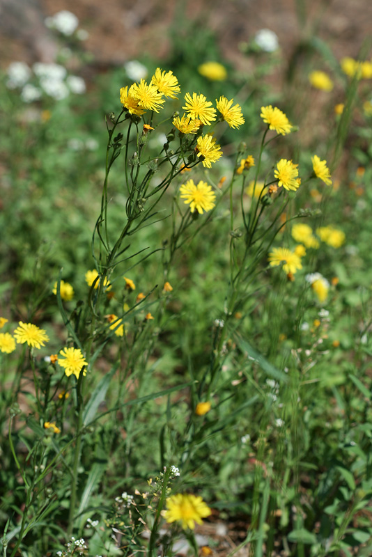 Image of Crepis tectorum specimen.