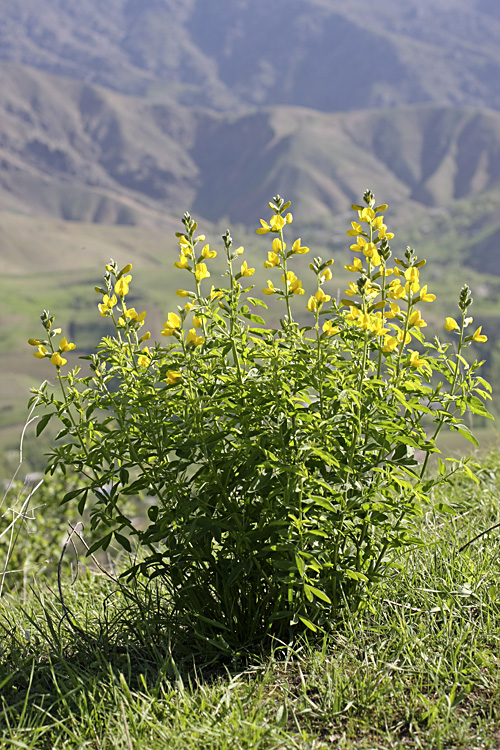 Image of Thermopsis dolichocarpa specimen.