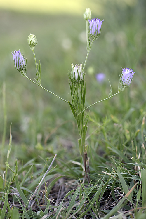 Image of Nigella bucharica specimen.