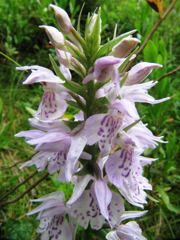 Изображение особи Dactylorhiza maculata.