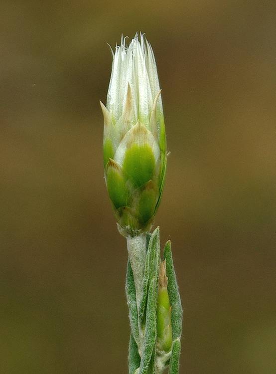 Image of Chardinia orientalis specimen.