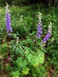 Delphinium fissum. Цветущее растение. Крым, западный склон Долгоруковской яйлы. 8 июля 2008 г.