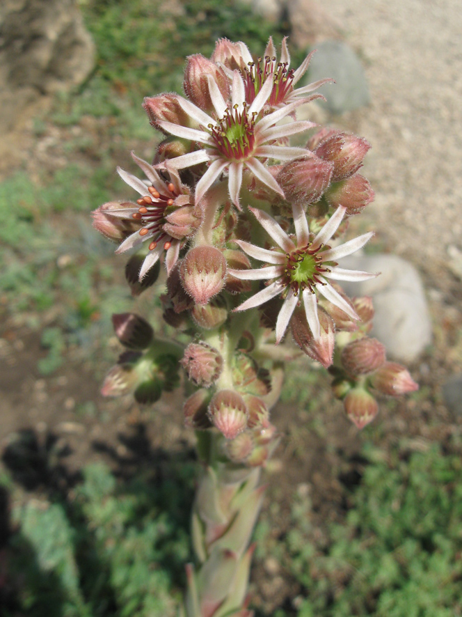 Изображение особи Sempervivum tectorum.