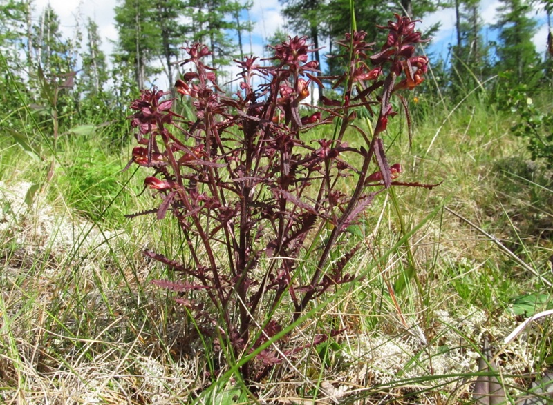 Image of Pedicularis labradorica specimen.