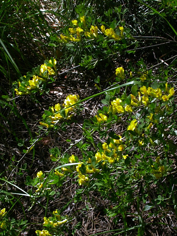 Image of Chamaecytisus ruthenicus var. ssyreiszczikowii specimen.