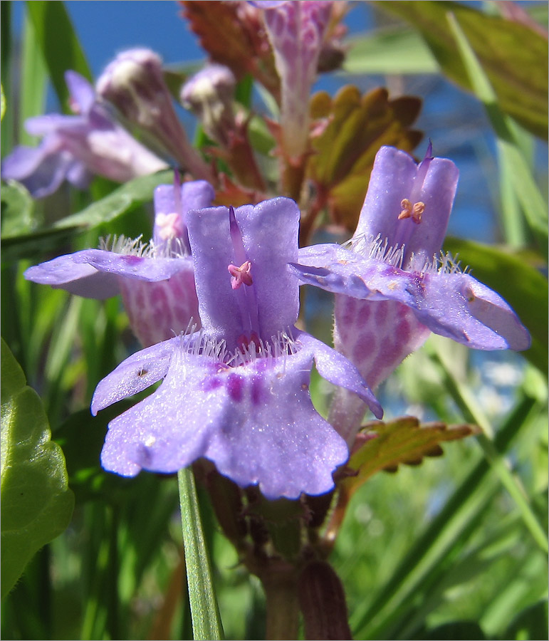 Image of Glechoma hederacea specimen.