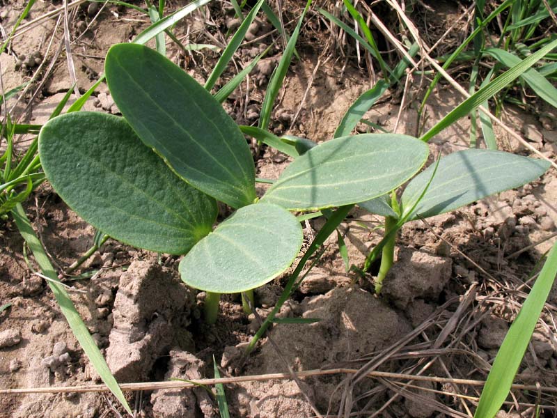 Изображение особи Echinocystis lobata.