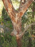 Arbutus unedo. Ствол с характерно отслаивающейся корой. Испания, Каталония, провинция Girona, Costa Brava, окр. населённого пункта Sant Feliu de Guíxols, в составе жестколистного средиземноморского леса. 26 октября 2008 г.