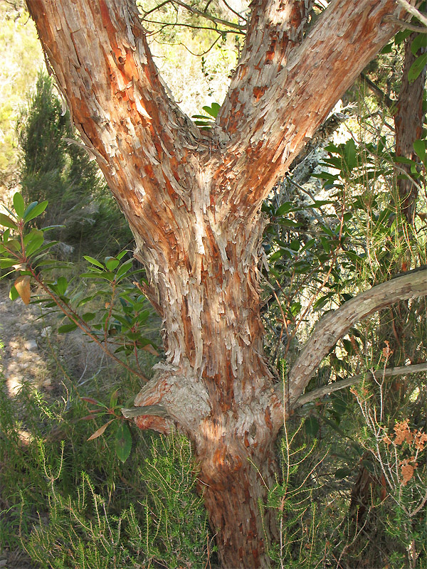 Image of Arbutus unedo specimen.