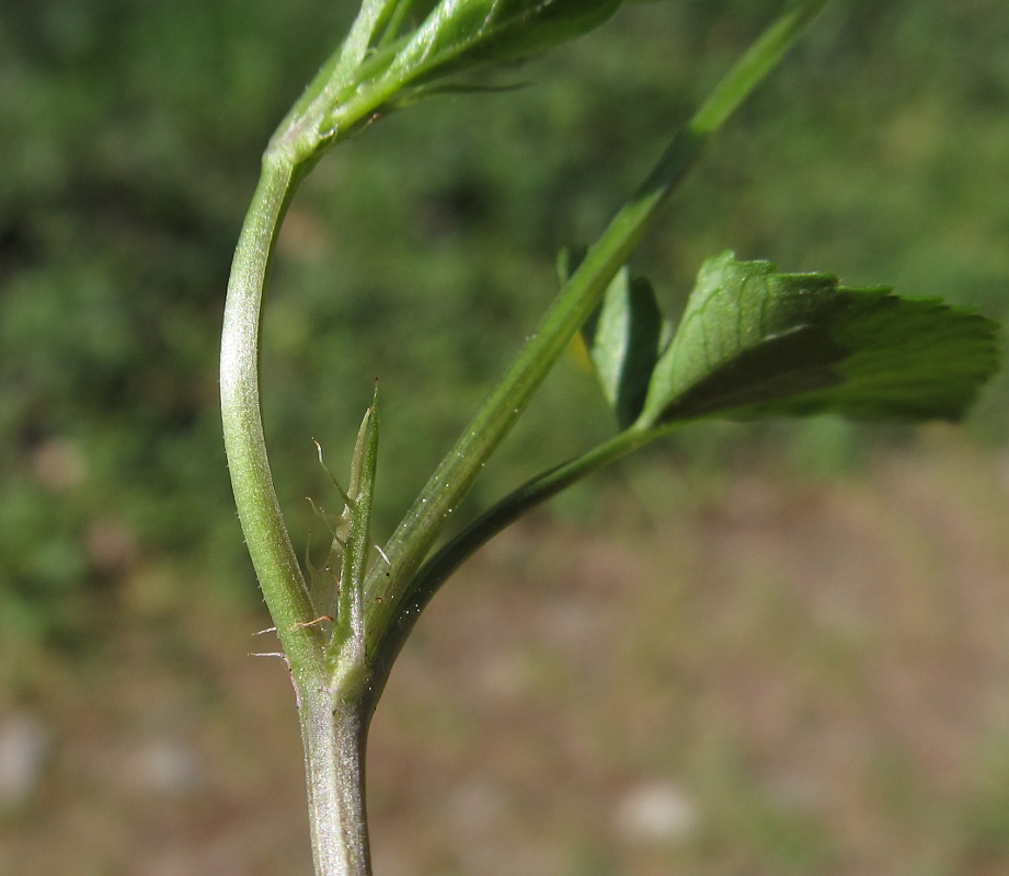 Image of genus Viola specimen.