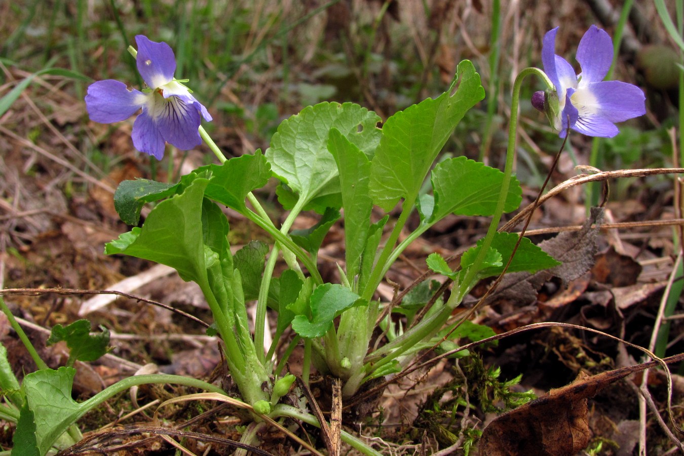 Image of Viola suavis specimen.