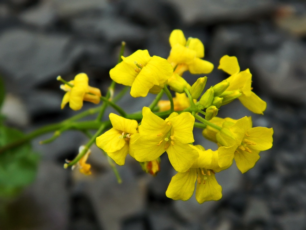 Image of Barbarea arcuata specimen.