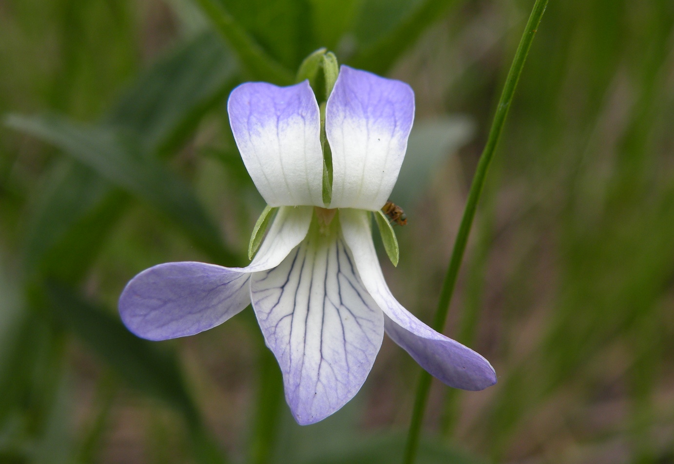 Image of Viola elatior specimen.