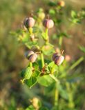 Euphorbia virgata. Плоды. Зап. Крым, г. Саки, территория детского оздоровительного лагеря \"Прибрежный\". 30.08.2011.