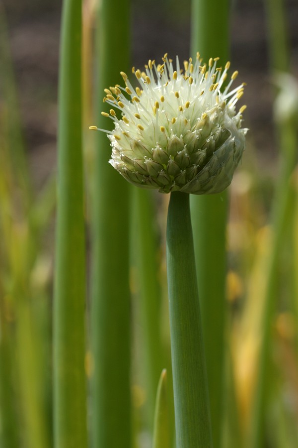 Изображение особи Allium fistulosum.