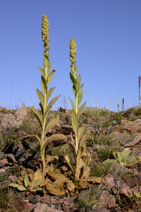 Image of Verbascum thapsus specimen.