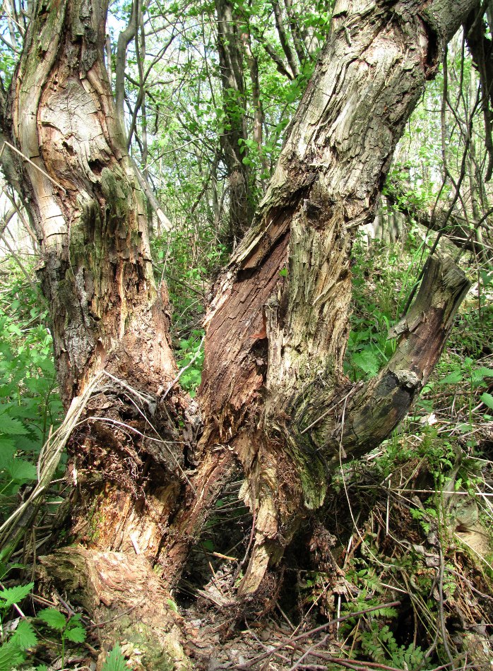 Image of Salix myrsinifolia specimen.