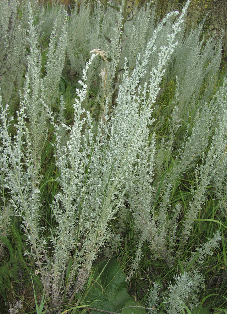 Изображение особи Artemisia austriaca.