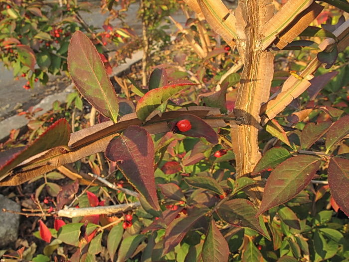 Image of Euonymus sacrosanctus specimen.