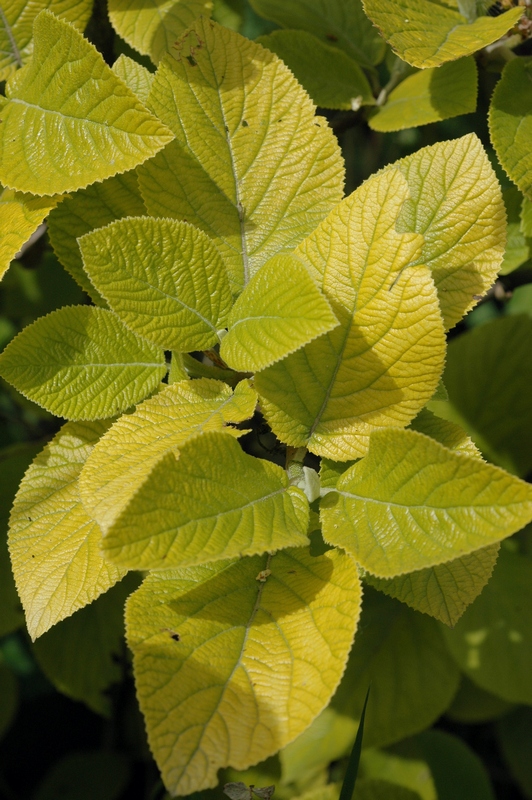 Image of Viburnum lantana specimen.