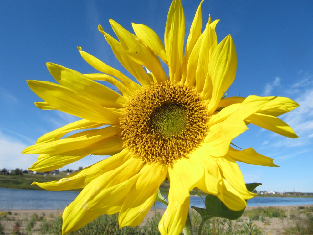 Image of Helianthus annuus specimen.