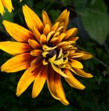 Rudbeckia hirta. Соцветие (махровая форма). Московская обл., Раменский р-н, окр. дер. Хрипань, садовый участок. 15.07.2012-.