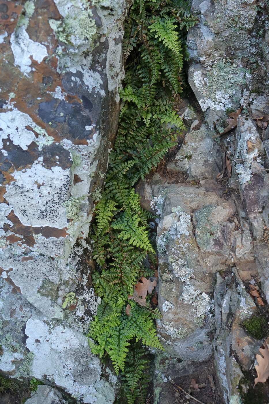 Image of Asplenium billotii specimen.