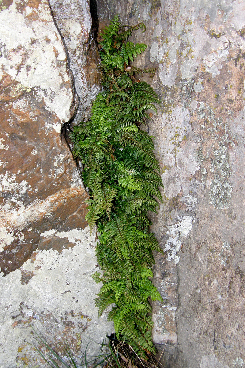 Изображение особи Asplenium billotii.